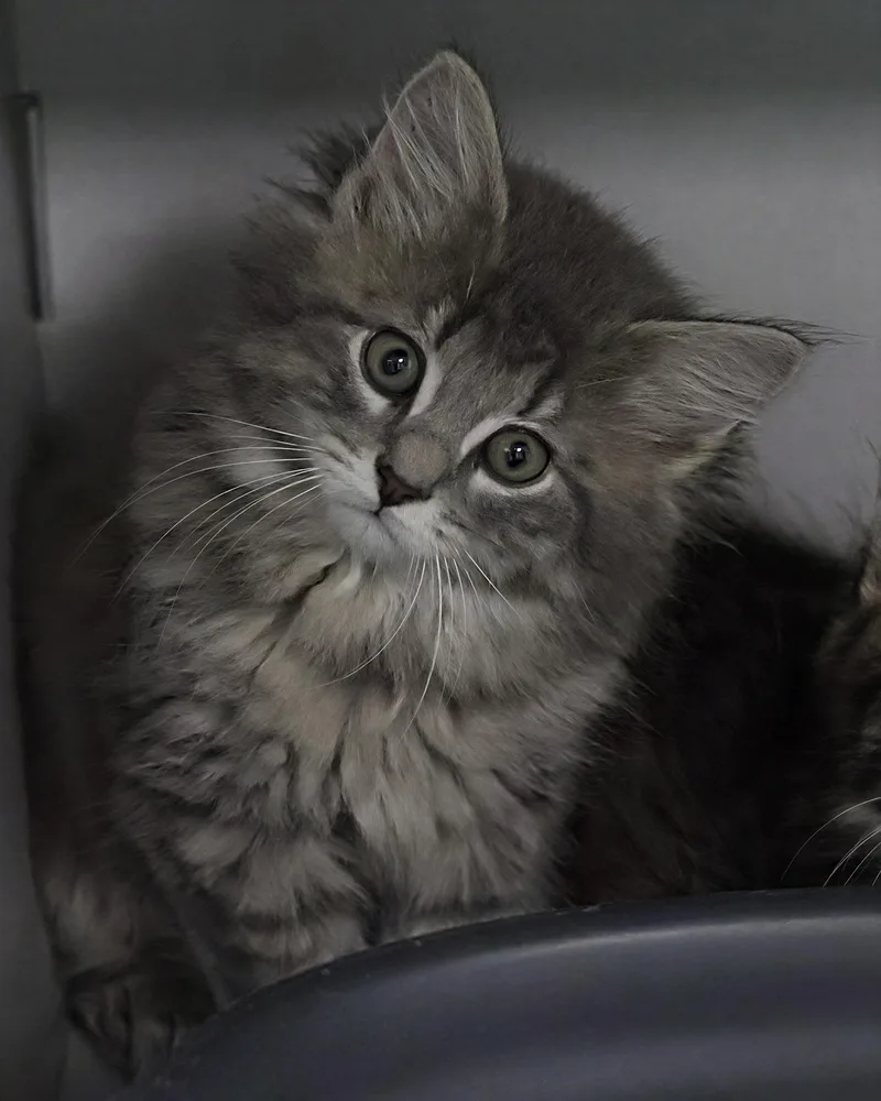 A baby medium-sized male Domestic Medium Hair cat named Soft Paws for adoption in St. Ignace, MI