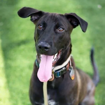 A young medium-sized male Labrador Retriever dog named Jermaine for adoption in Atlanta, GA