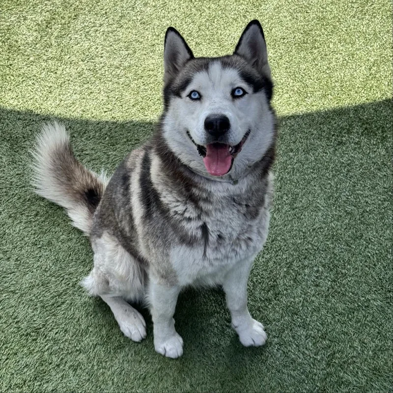 An adult large-sized male White / Cream Siberian Husky dog named Hamlet for adoption in Hawthorne, CA