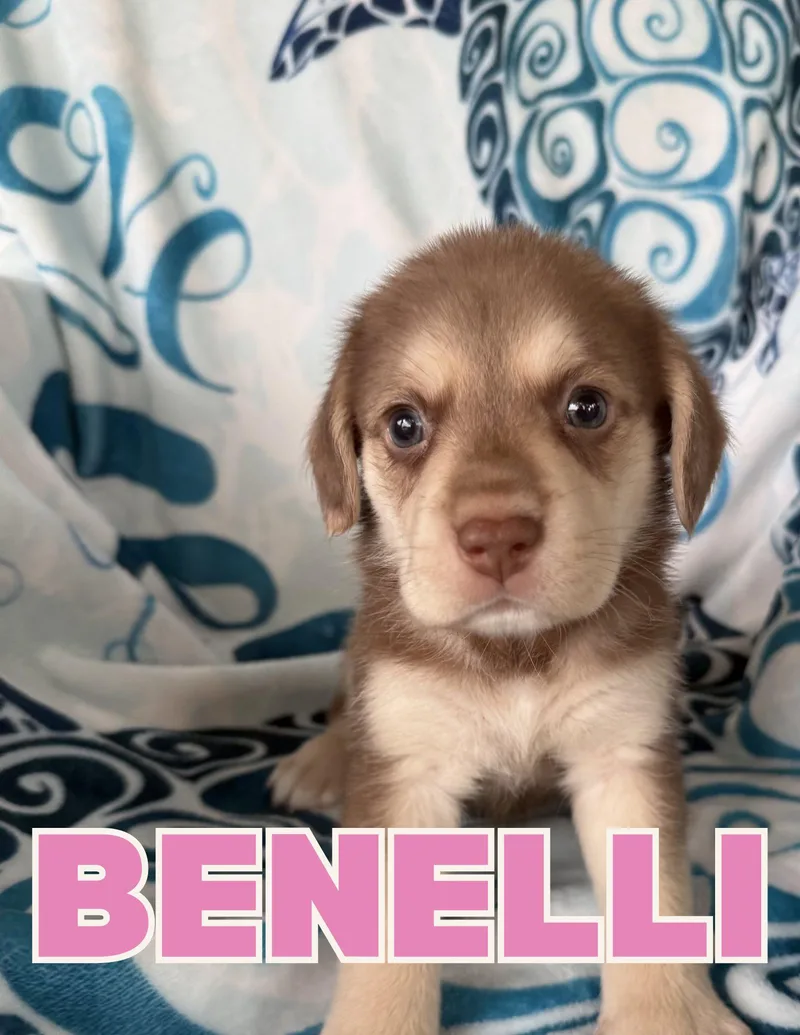 Benelli