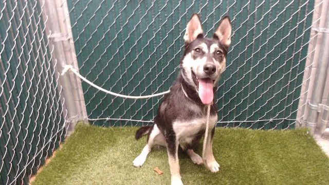 A young medium-sized female Siberian Husky dog named Nala for adoption in Downey, CA