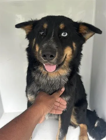 A young medium-sized female Australian Cattle Dog / Blue Heeler dog named A for adoption in Houston, TX