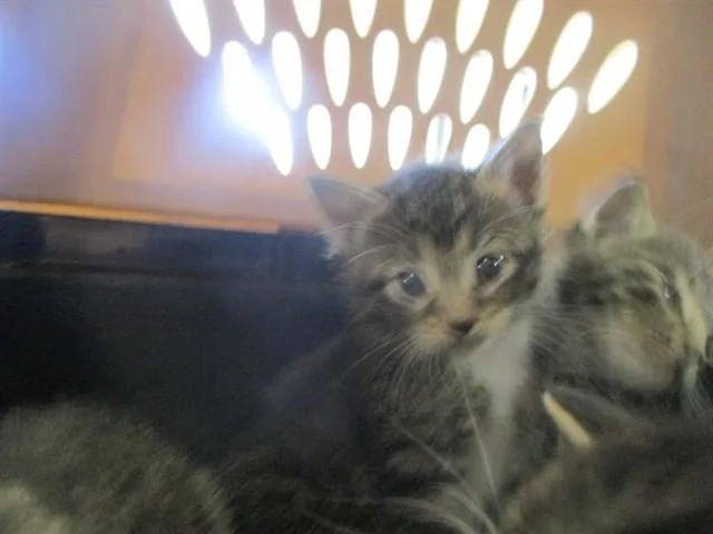 A baby small-sized female Domestic Short Hair cat named Missy for adoption in Ocala, FL