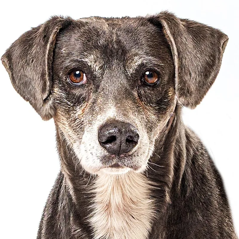 A senior medium-sized male Black Labrador Retriever dog named Buddy for adoption in Reno, NV