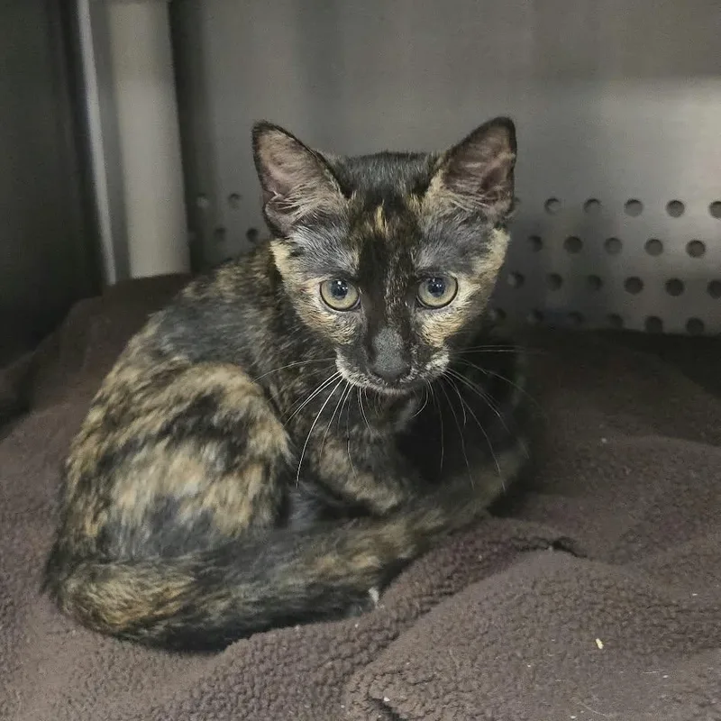A baby medium-sized female Tortoiseshell Domestic Short Hair cat named Patches for adoption in Orange, VA