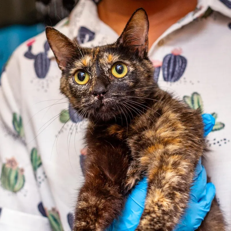A young medium-sized female Black Domestic Short Hair cat named MoMo for adoption in Hattiesburg, MS