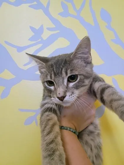 A young small-sized male Domestic Short Hair cat named Mercury for adoption in Beatrice, NE