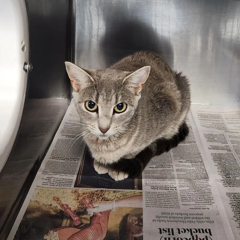 A young small-sized female Domestic Short Hair cat named Spaghettios for adoption in Brockton, MA