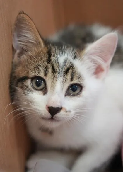 A young small-sized male Domestic Short Hair cat named Cakester for adoption in Aiken, SC
