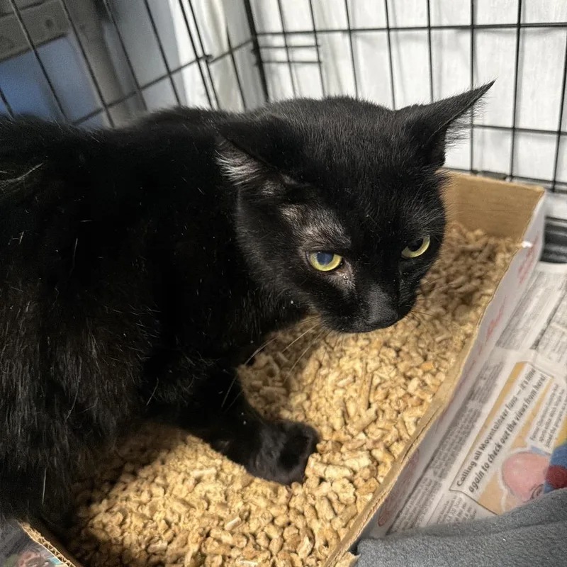 A senior large-sized male Black Domestic Short Hair cat named Theo for adoption in Oak Hill, WV