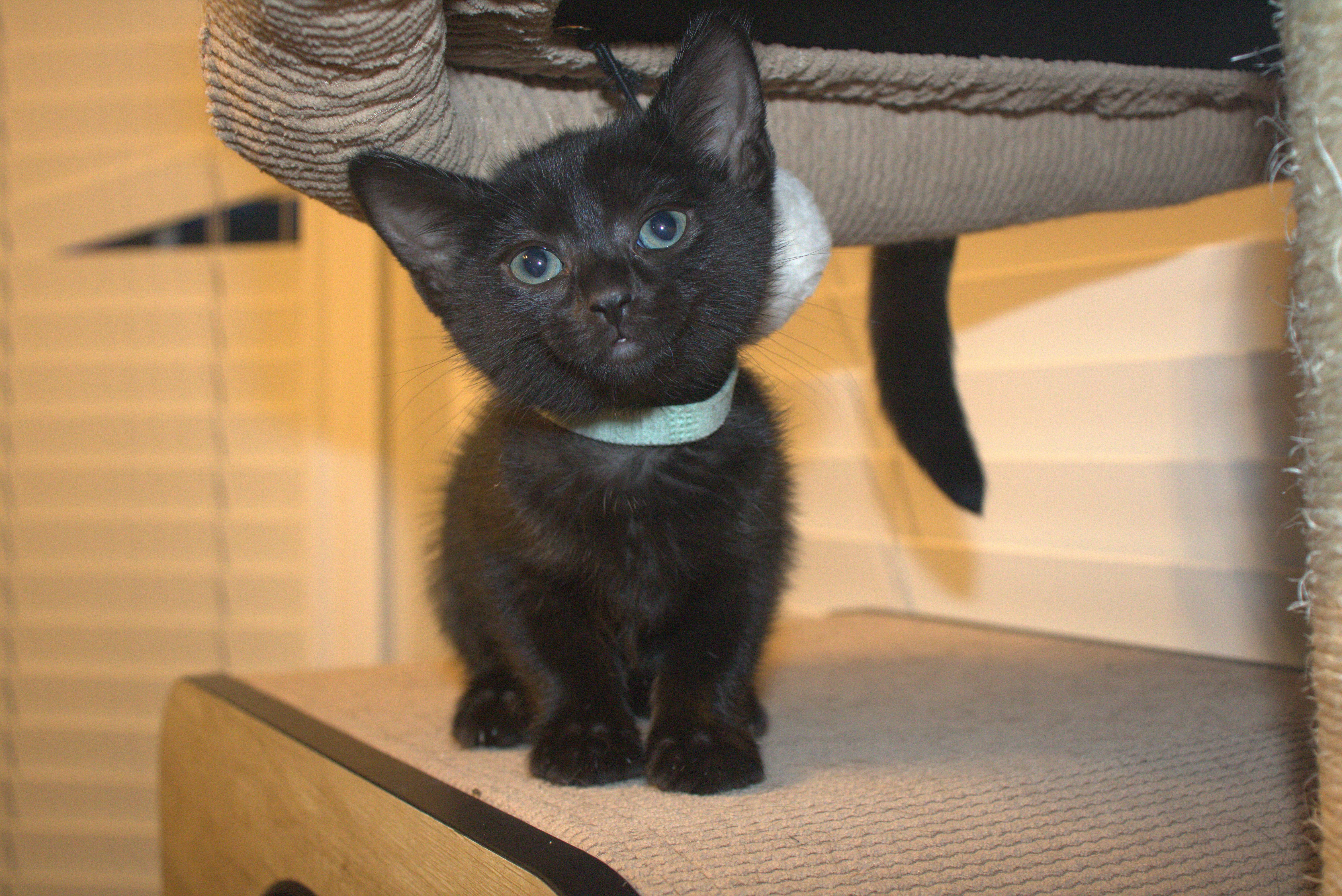 A baby medium-sized female Black Domestic Short Hair cat named Jetta for adoption in Bryan, TX