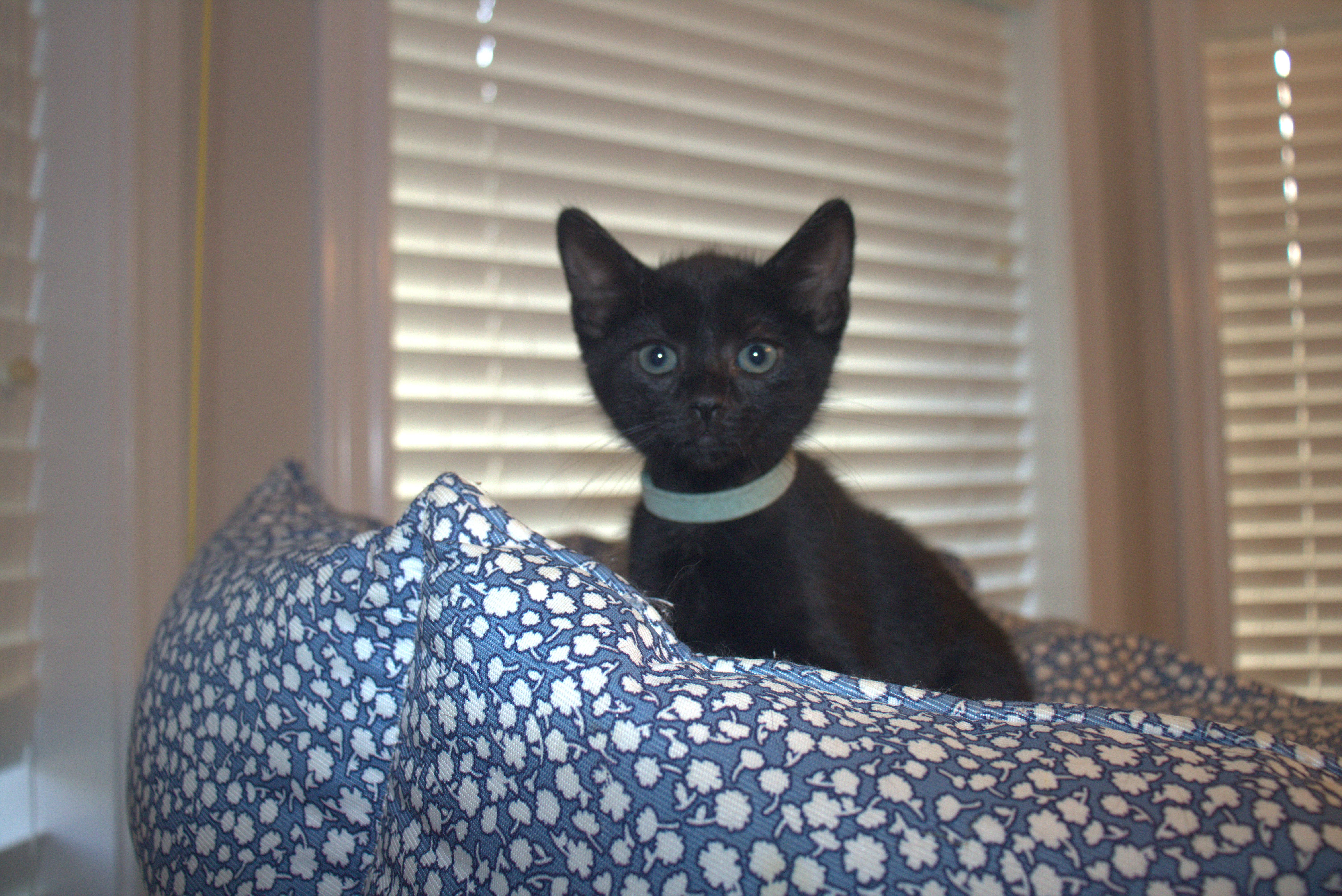 Jetta thumbnail 2