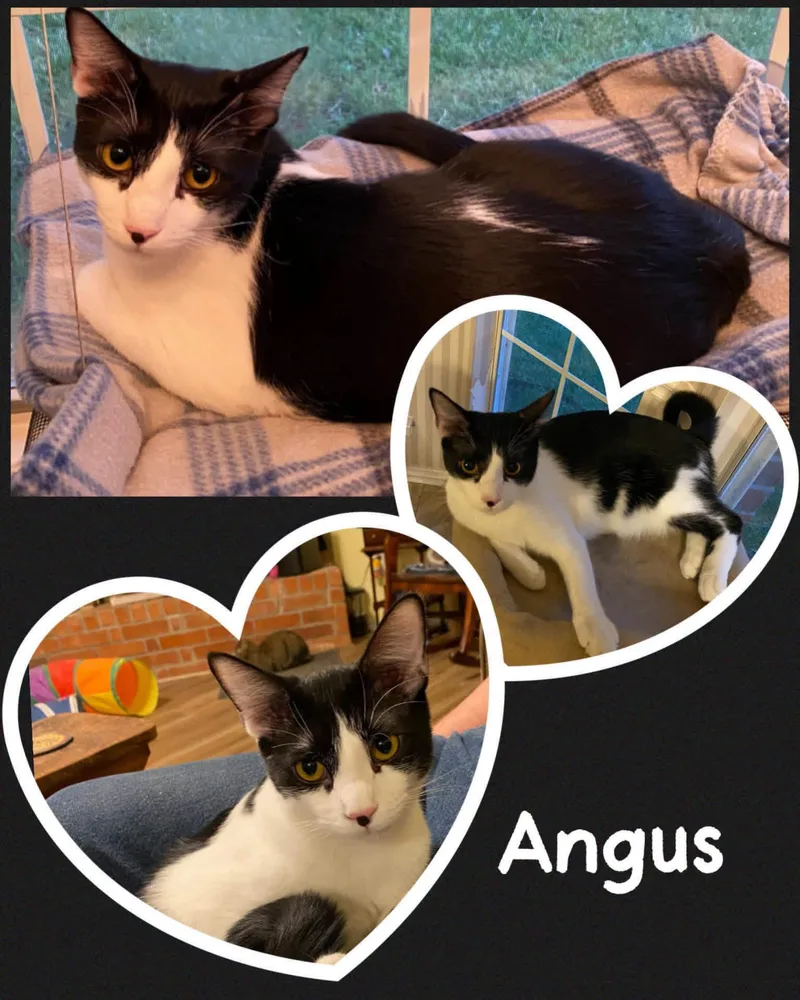 An adult medium-sized male Black & White / Tuxedo Domestic Short Hair cat named Angus for adoption in Fort Worth, TX