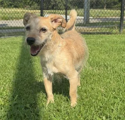 An adult small-sized male Terrier dog named Gunther for adoption in Westland, MI