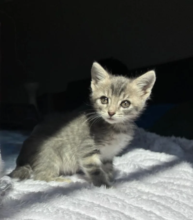 A baby small-sized female Domestic Short Hair cat named Tj for adoption in New Orleans, LA