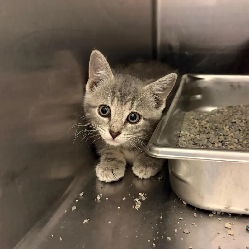 A baby small-sized female Gray / Blue / Silver Domestic Short Hair cat named Toralei for adoption in Council Bluffs, IA