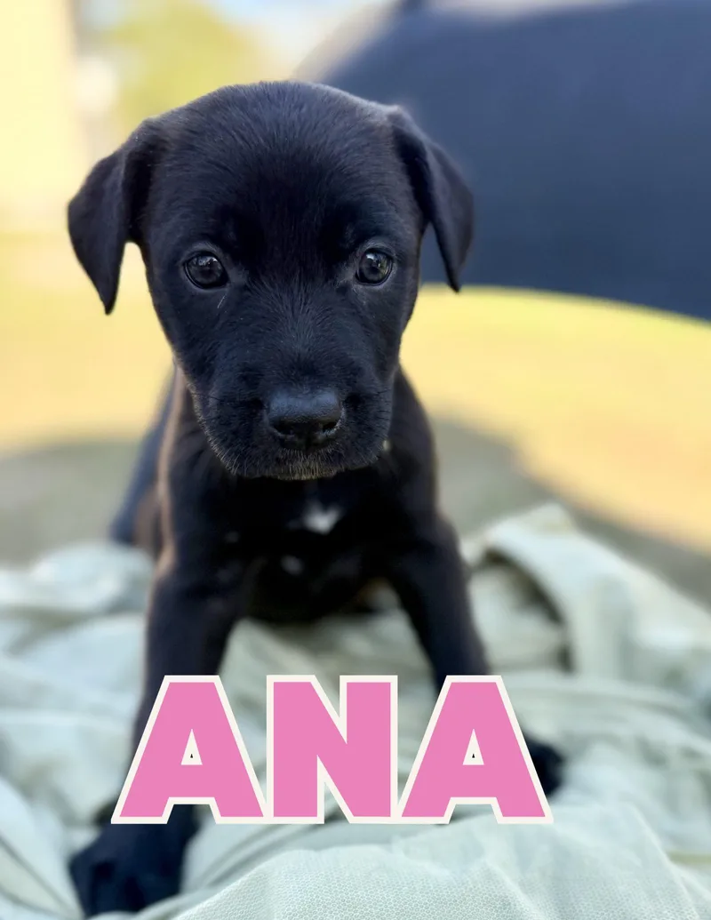 Ana