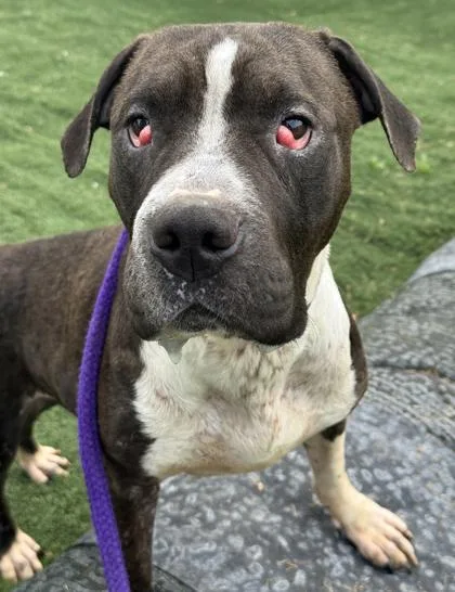 A young medium-sized male Black Pit Bull Terrier dog named Eeyore for adoption in Anderson, IN