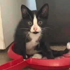 A baby small-sized female Black Domestic Short Hair cat named Viola for adoption in Seminole, FL
