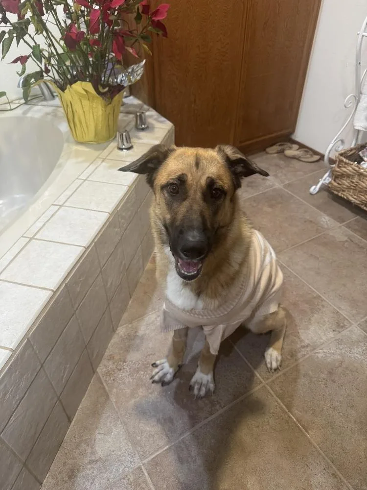 A young large-sized female Tricolor (Brown, Black, & White) German Shepherd Dog dog named Ally for adoption in Pasadena, CA
