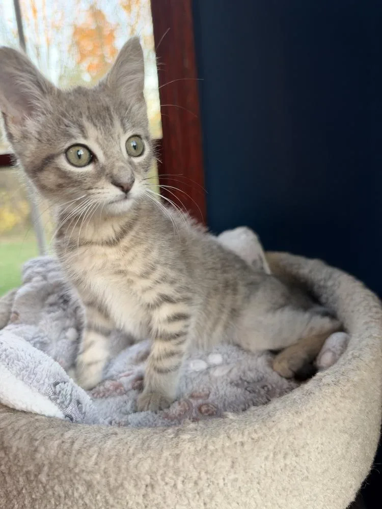 A baby medium-sized male Gray / Blue / Silver Domestic Short Hair cat named Simon for adoption in Clinton Township, MI