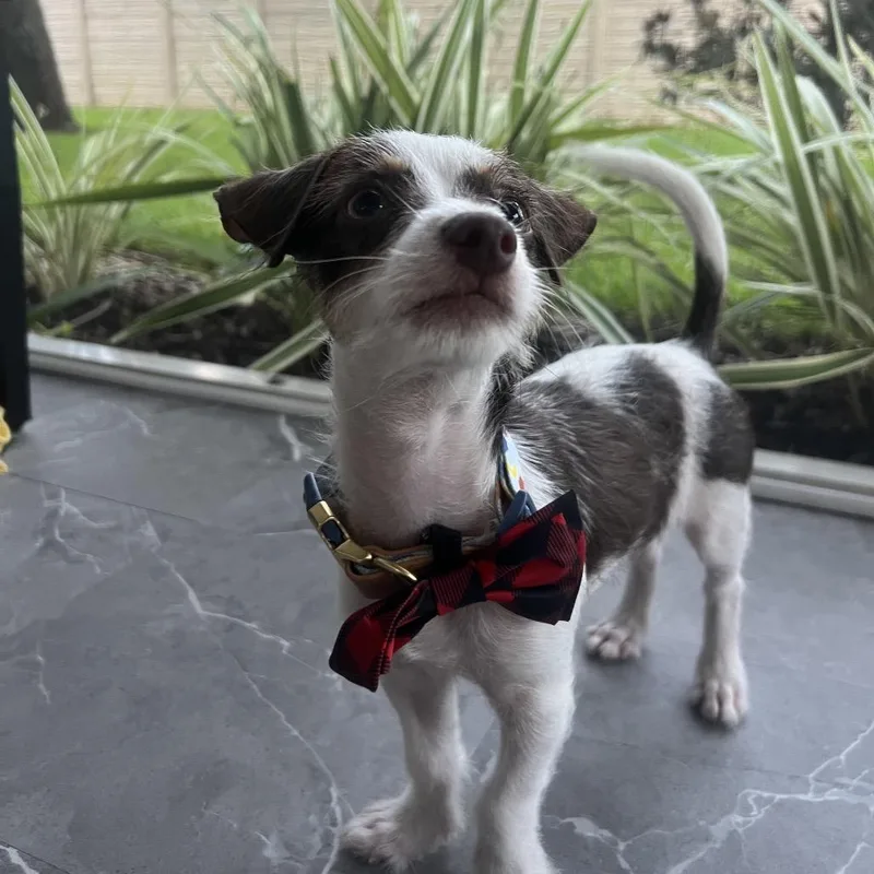 A baby small-sized male Brown / Chocolate Mixed Breed dog named Porky Pig for adoption in Naples, FL