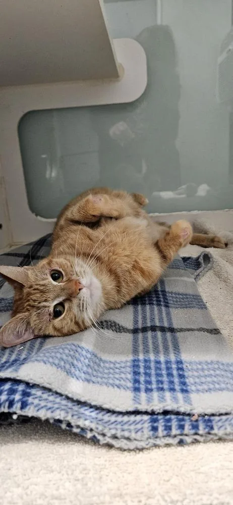 An adult medium-sized female Tabby (Orange / Red) Domestic Short Hair cat named Dolores for adoption in Muskegon, MI