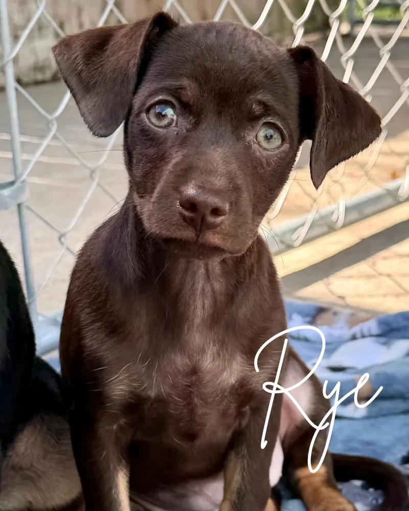 A baby small-sized male Rat Terrier dog named Rye for adoption in Herald, CA