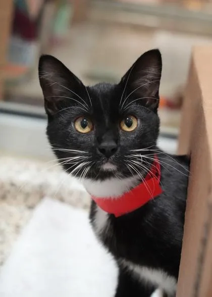 A young medium-sized female Domestic Short Hair cat named Harper Lee for adoption in Aiken, SC