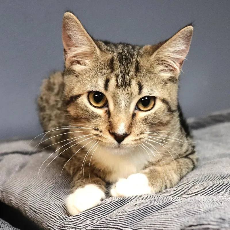 A baby small-sized female Buff / Tan / Fawn Domestic Short Hair cat named Quill for adoption in Lakeland, FL