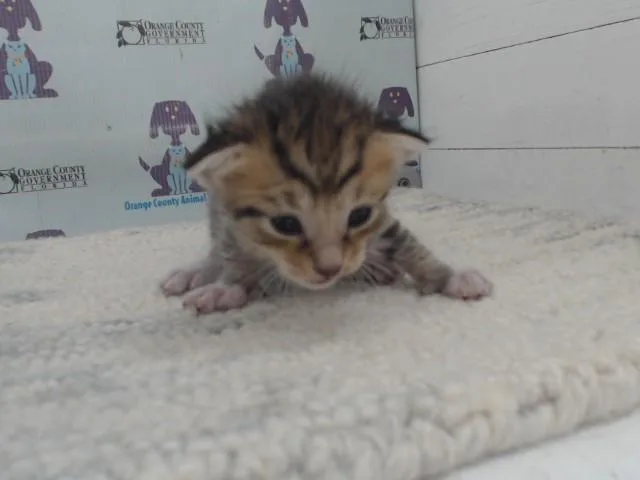 Tigger