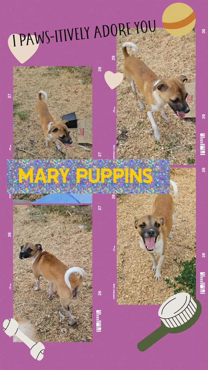Mary Puppins thumbnail 2