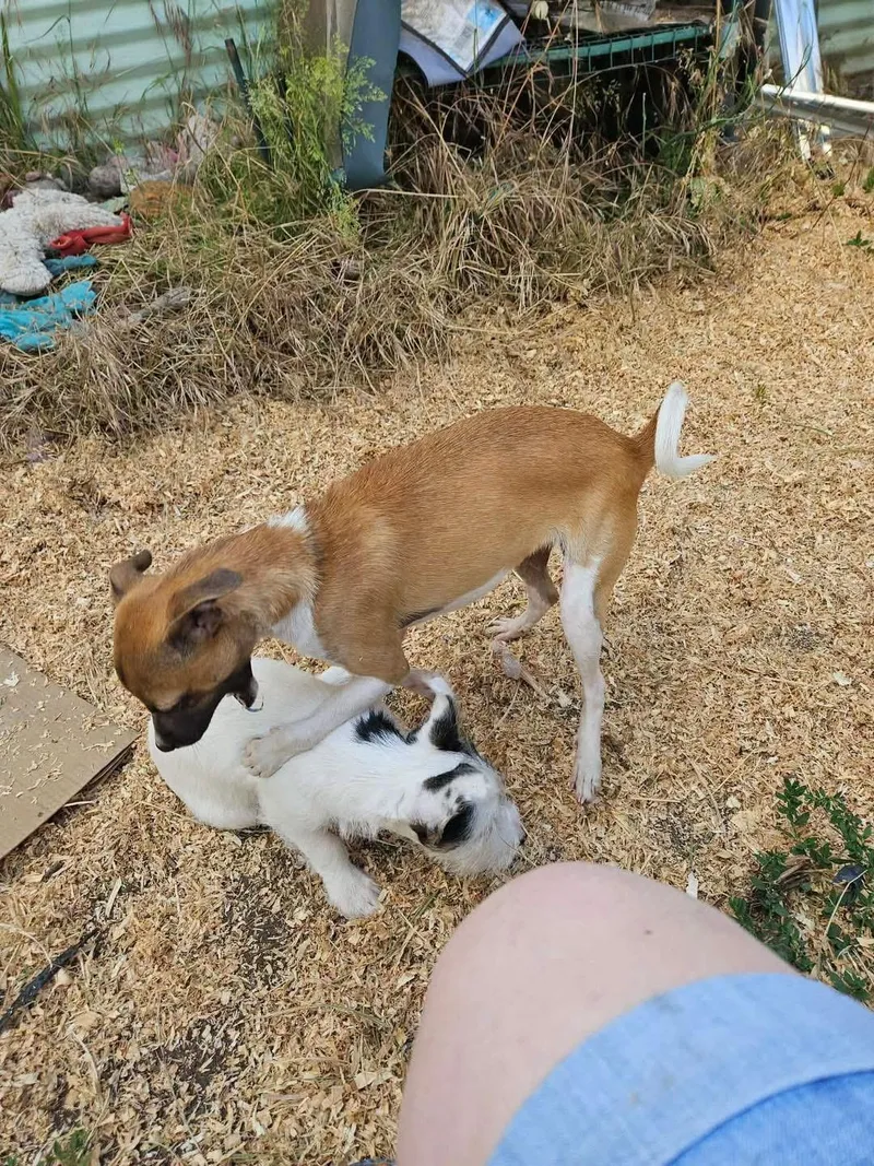 Mary Puppins thumbnail 6