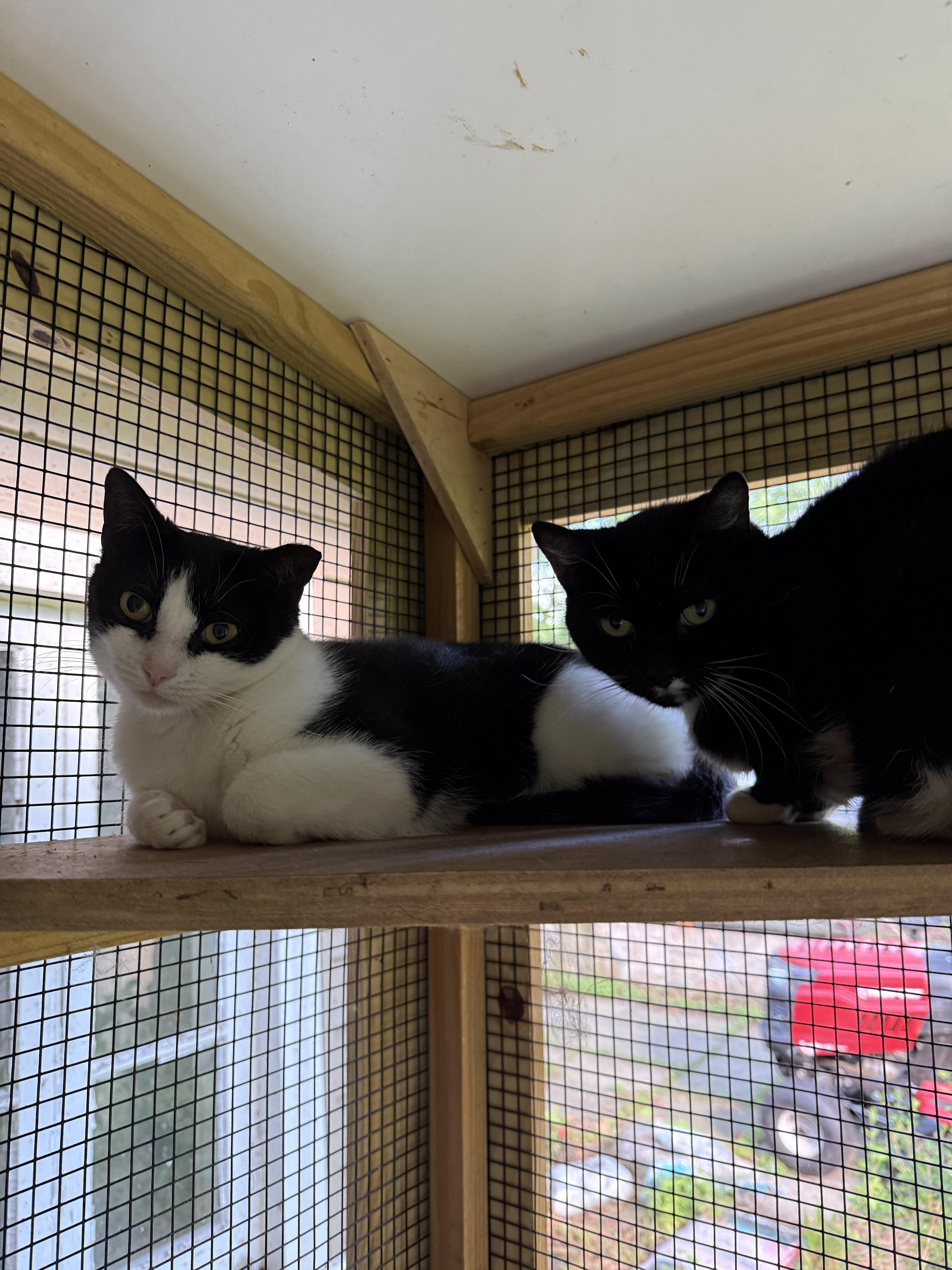 An adult medium-sized female Black & White / Tuxedo Domestic Short Hair cat named Mitzi for adoption in Gaylordsville, CT