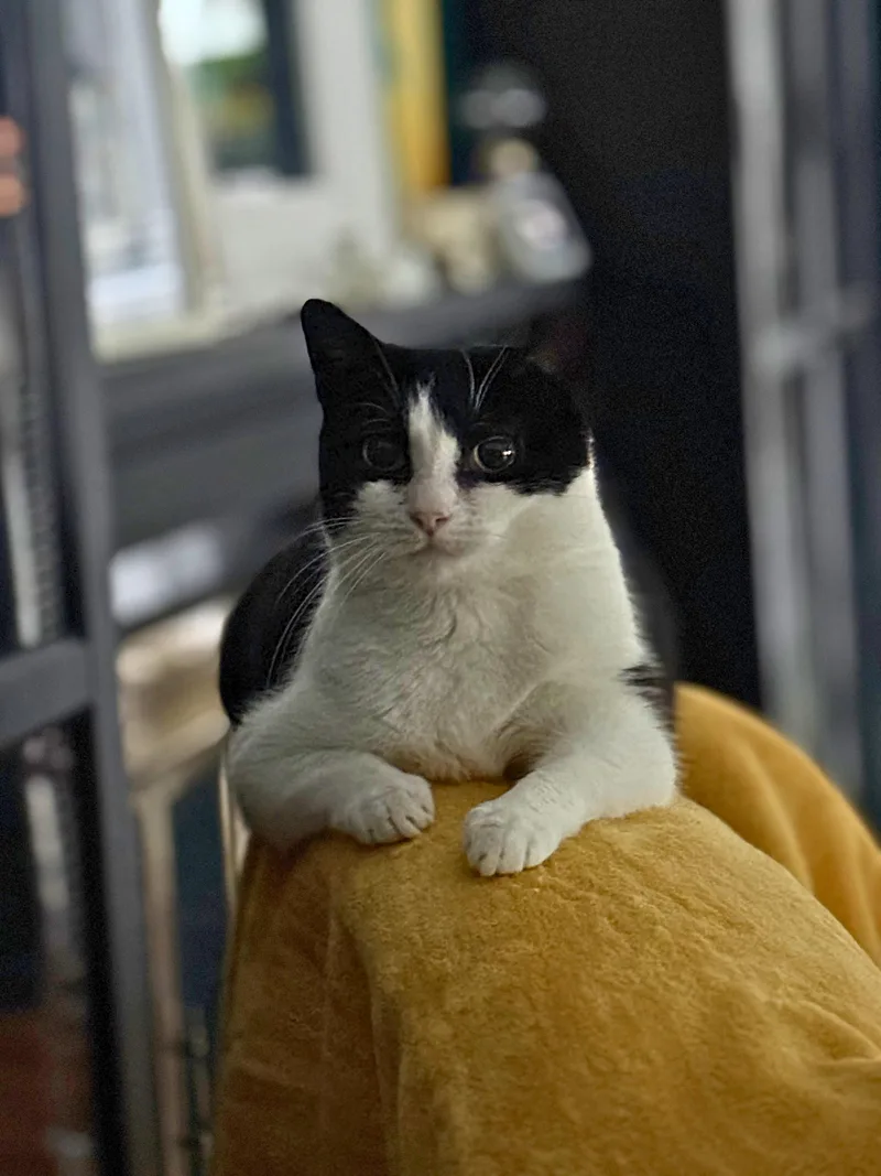 Mitzi thumbnail 2