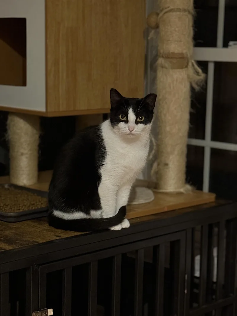 Mitzi thumbnail 3