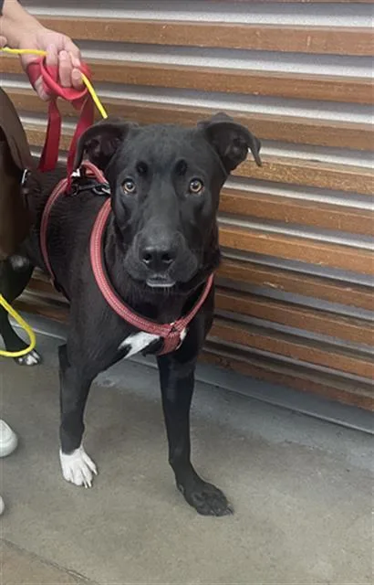 A young large-sized male Mixed Breed dog named Zeus for adoption in Dallas, TX