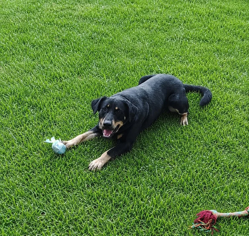 A young medium-sized male Black German Shepherd Dog dog named Charlie for adoption in Rockwell City, IA