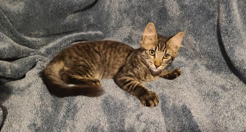 A baby medium-sized male Maine Coon cat named Oak for adoption in queen creek, AZ