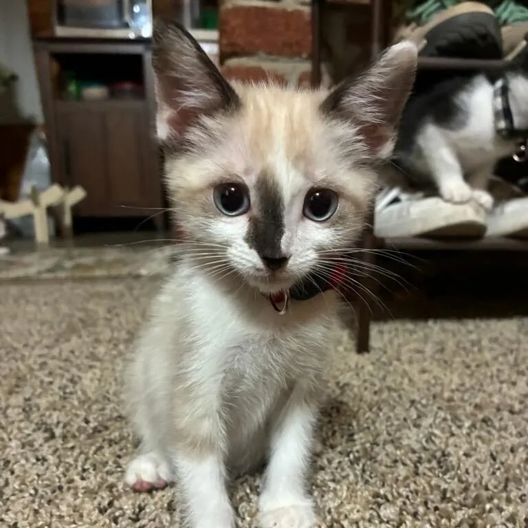 A baby small-sized female Cream / Ivory Snowshoe cat named Stratt for adoption in Calimesa, CA