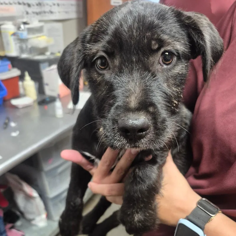 A baby small-sized female Black Terrier dog named Lola Bunny for adoption in Yuma, AZ