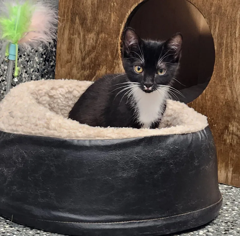 A baby medium-sized male Black Tuxedo cat named Mort for adoption in Siloam Springs, AR