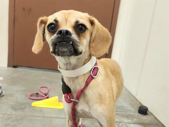 A young small-sized female Pug dog named Sparkle for adoption in Mesa, AZ