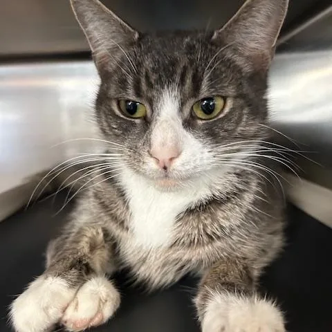 A young medium-sized female Gray & White Domestic Short Hair cat named Ravioli for adoption in Stanhope, NJ