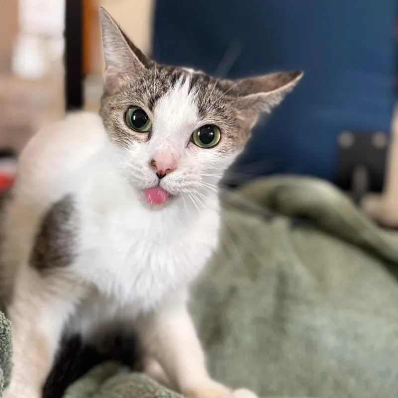 An adult medium-sized female White Domestic Short Hair cat named Penny Prior Delma for adoption in League City, TX