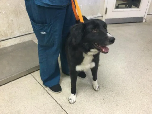 An adult medium-sized male Border Collie dog named Waylon for adoption in Riverside, CA