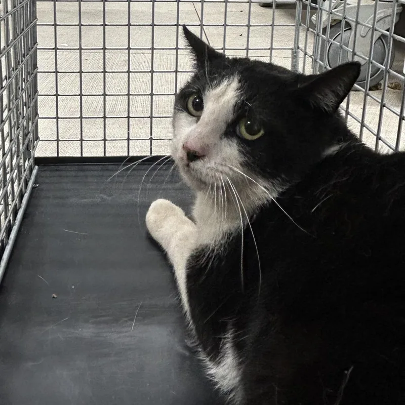 A young medium-sized male Black Domestic Short Hair cat named Townsend for adoption in Newark, NJ