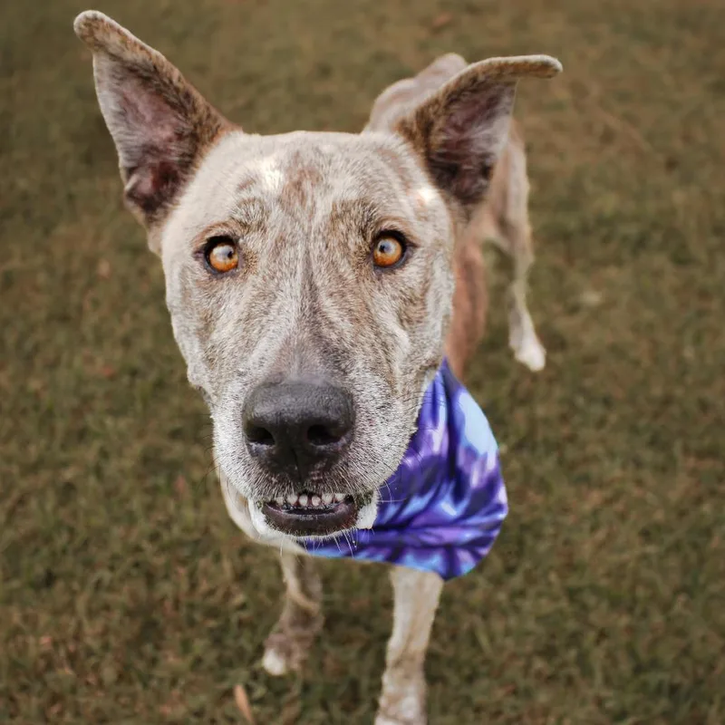An adult large-sized female Brindle Mixed Breed dog named Adele for adoption in Lake Jackson, TX