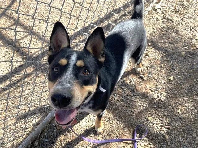A young large-sized male Australian Cattle Dog / Blue Heeler dog named Suki for adoption in Phoenix, AZ