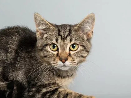 A baby small-sized male Domestic Short Hair cat named Harmou for adoption in Longmont, CO